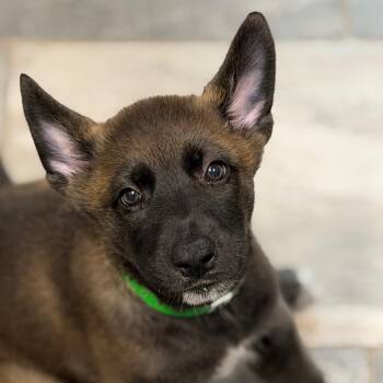 PICKLES -  Shepherd Dog for Adoption in West Palm Beach, Florida - PICKLES | PetCurious
