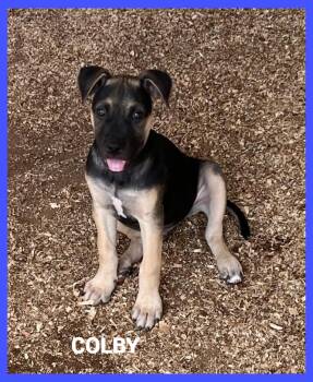 Colby -  Mixed Breed Dog for Adoption in Granbury, Texas - Colby | PetCurious