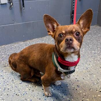 TUSC-Stray-85331 -  Chihuahua and Mixed Breed Dog for Adoption in Tuscaloosa, Alabama - TUSC-Stray-85331 | PetCurious