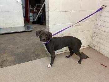 Rescue Pit Bull Terrier Dogs for Adoption in San Bernardino, California - PEARL | PetCurious