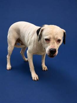 DICE -  American Bulldog and Mixed Breed Dog for Adoption in Doral, Florida - DICE | PetCurious