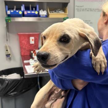 Dan -  Mixed Breed Dog for Adoption in Greenville, South Carolina - Dan | PetCurious
