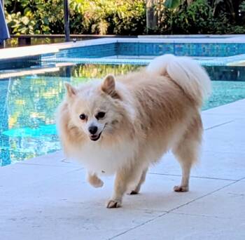 Rescue Pomeranian Dogs for Adoption in Maitland, Florida - Astro & Luna | PetCurious