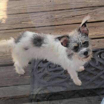 Rescue Terrier and Mixed Breed Dogs for Adoption in Houston, Texas - Lolita | PetCurious