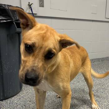 Sunkist -  Mixed Breed Dog for Adoption in Greenville, South Carolina - Sunkist | PetCurious