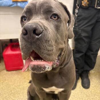 IVHS-Stray-140355 -  Mastiff Dog for Adoption in San Gabriel, California - IVHS-Stray-140355 | PetCurious