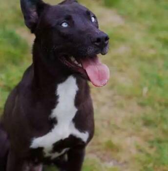 Rescue Mixed Breed Dogs for Adoption in Coupeville, Washington - Stormie | PetCurious