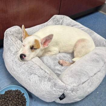 Ralphie -  Mixed Breed Dog for Adoption in Gainesville, Florida - Ralphie | PetCurious