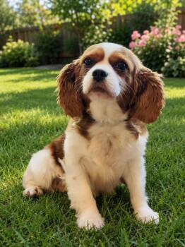 Sharon -  Cavalier King Charles Spaniel Dog for Adoption in Anniston, Alabama - Sharon | PetCurious
