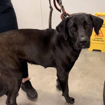 Gia -  Black Labrador Retriever Dog for Adoption in Tampa, Florida - Gia | PetCurious