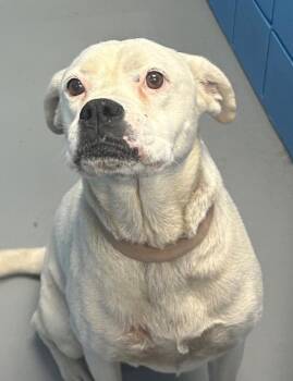 Poncho -  Boxer Dog for Adoption in Hartsville, South Carolina - Poncho | PetCurious