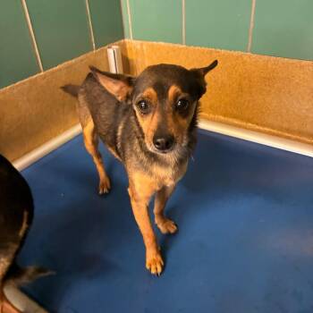 Chihuahua Dogs Available for Adoption - Ace | PetCurious