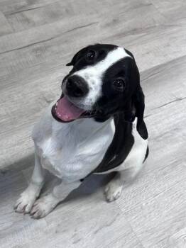 Happy -  Mixed Breed Dog Available for Adoption in Ellijay, Georgia - Happy | PetCurious