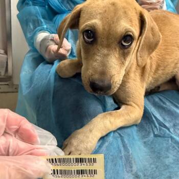 Barkardi -  Mixed Breed Dog for Adoption in Charleston, West Virginia - Barkardi | PetCurious