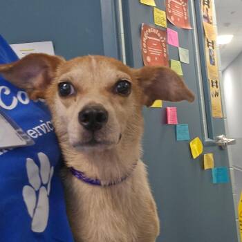 Peanut Brittle -  Chihuahua Dog for Adoption in Greensboro, North Carolina - Peanut Brittle | PetCurious