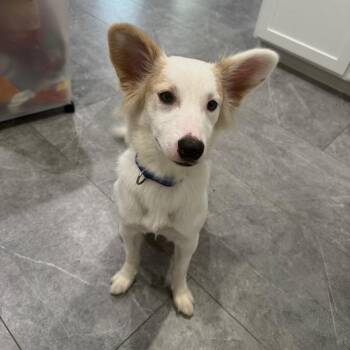 Mochi -  Border Collie Dog for Adoption in The Woodlands, Texas - Mochi | PetCurious