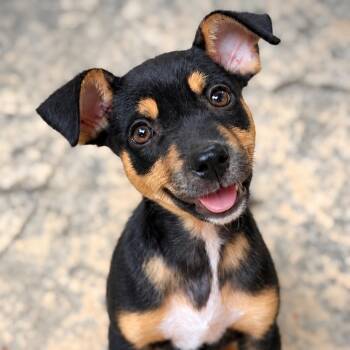 Dolly -  Doberman Pinscher Dog for Adoption in Oakland, California - Dolly | PetCurious