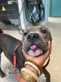 Rescue Pit Bull Terrier Dogs for Adoption in Tallahassee, Florida - COUSTEAU | PetCurious