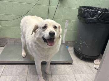 PAISLEY -  Great Pyrenees and Labrador Retriever Dog for Adoption in Grand Prairie, Texas - PAISLEY | PetCurious