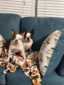 Luna Glines - 4955 WV -  Boston Terrier Dog for Adoption in Maryville, Tennessee - Luna Glines - 4955 WV | PetCurious