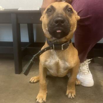 Nellie -  Belgian Shepherd Malinois and Mixed Breed Dog for Adoption in Clearwater, Florida - Nellie | PetCurious