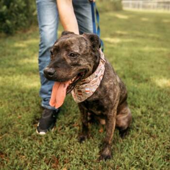 Rescue Mountain Cur Dogs for Adoption in Blairsville, Georgia - Riley | PetCurious