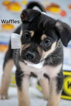 Terrier and Bulldog Dogs Available for Adoption - Waffles | PetCurious