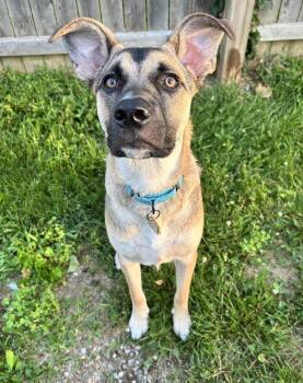 Rescue German Shepherd Dog and Shepherd Dogs for Adoption in New York, New York - Everywhere *1/2 Price Adoption Fee* | PetCurious