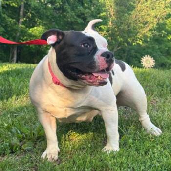 Ayla (Surrender) -  Mixed Breed Dog for Adoption in Hamden, Connecticut - Ayla (Surrender) | PetCurious