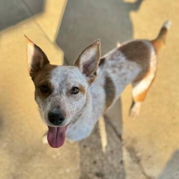 Cattle Dog and Mixed Breed Dogs Available for Adoption - Valorie | PetCurious