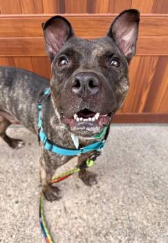 Chris Brady -  Mixed Breed Dog for Adoption in Cincinnati, Ohio - Chris Brady | PetCurious