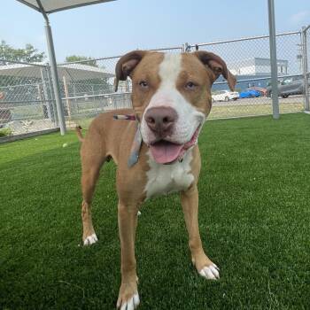 Tuck -  Mixed Breed Dog for Adoption in Binghamton, New York - Tuck | PetCurious