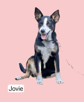 Rescue Rottweiler and Border Collie Dogs for Adoption in Manchester, Connecticut - Jovie | PetCurious