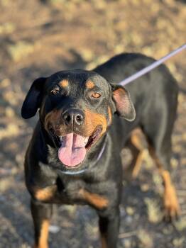 Rescue Rottweiler Dogs for Adoption in Ramona, California - Mimi | PetCurious
