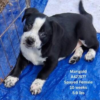 Marigold -  Mixed Breed Dog for Adoption in Tomah, Wisconsin - Marigold | PetCurious