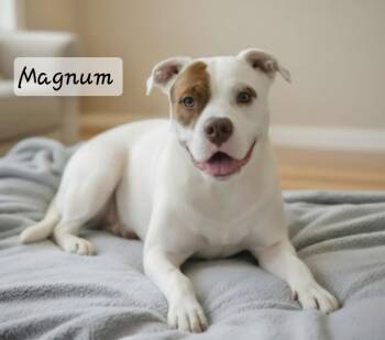 Magnum -  Pit Bull Terrier Dog for Adoption in Manchester, Connecticut - Magnum | PetCurious