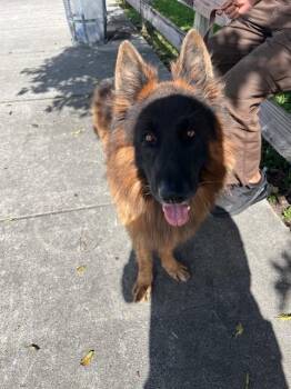 WOLF -  German Shepherd Dog Dog for Adoption in Doral, Florida - WOLF | PetCurious