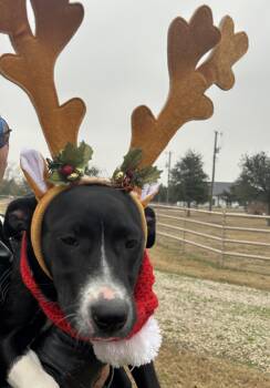 Border Collie and Labrador Retriever Dogs Available for Adoption - Paloma | PetCurious