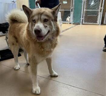 Rescue Siberian Husky Dogs for Adoption in Chula Vista, California - SILVA | PetCurious