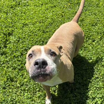 Pit Bull Terrier Dogs Available for Adoption in Circleville, Ohio - Fawn | PetCurious