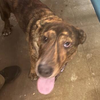 Jazzy -  Terrier and Mixed Breed Dog for Adoption in Montgomery, Alabama - Jazzy | PetCurious