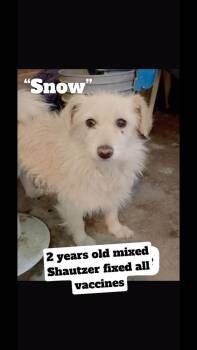 Terrier Dogs Available for Adoption in Durango, Colorado - Snow | PetCurious