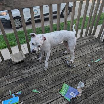 Freya -  Pit Bull Terrier Dog for Adoption in Melbourne, Kentucky - Freya | PetCurious