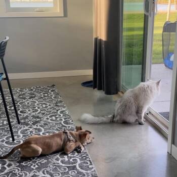 Trixie Harrington D71449 -  Chihuahua and Terrier Dog for Adoption in Minnetonka, Minnesota - Trixie Harrington D71449 | PetCurious
