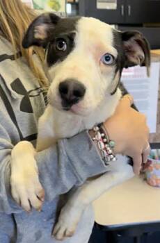 Rescue Border Collie and Mixed Breed Dogs for Adoption in Bowling Green, Kentucky - Bailey | PetCurious