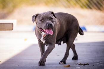 Pit Bull Terrier Dogs Available for Adoption - Bella | PetCurious