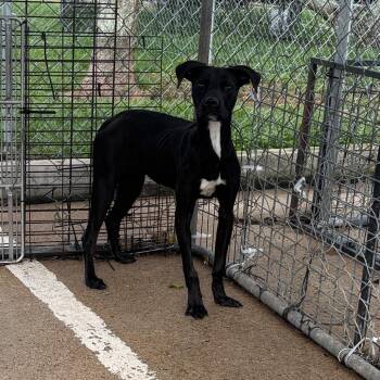 Mixed Breed Dogs Available for Adoption in Lake Jackson, Texas - Stella Ray | PetCurious