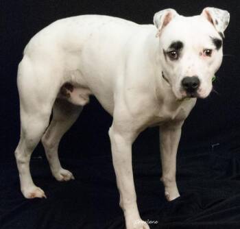 Terrier Dogs Available for Adoption - Reff | PetCurious