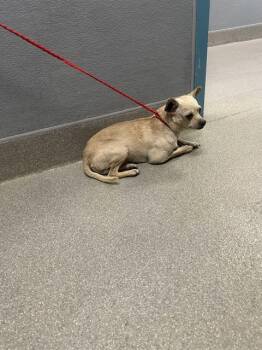 Chihuahua Dogs Available for Adoption in Las Vegas, Nevada - MR. NORRIS | PetCurious