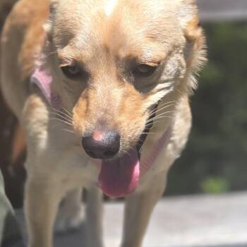 Sheila -  Cardigan Welsh Corgi Dog for Adoption in Sonoma, California - Sheila | PetCurious
